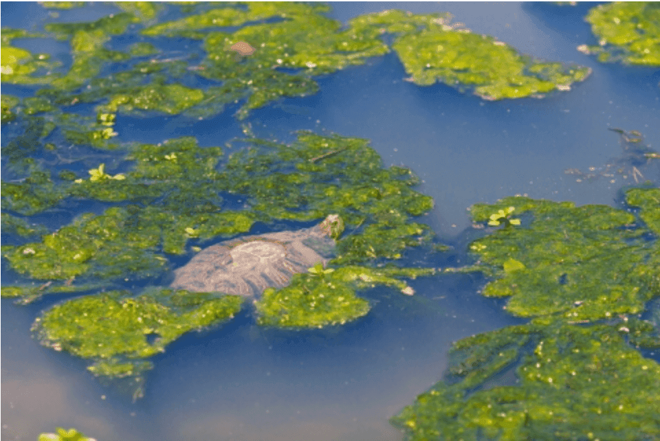 Mucky Water With Turtle.png