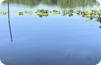 Difference between a lily hammer and lakemat