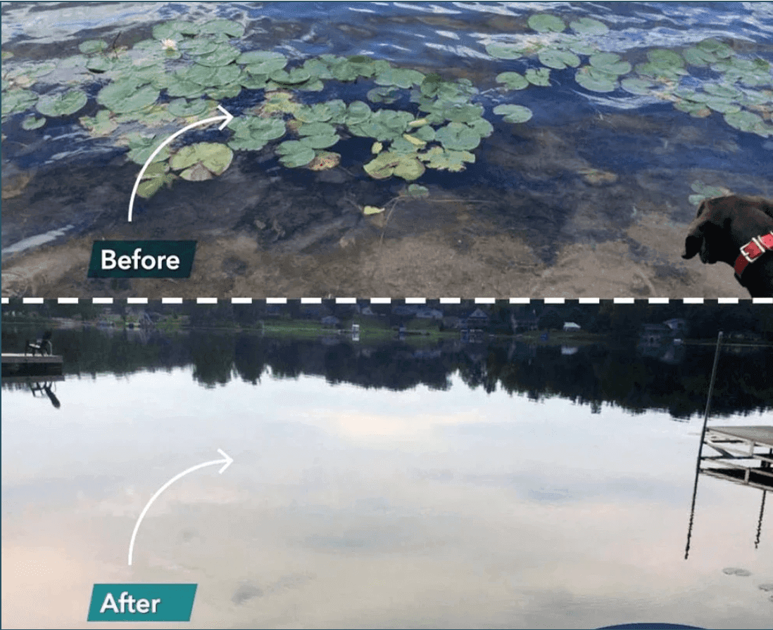 LakeMat kills lily pads before and after